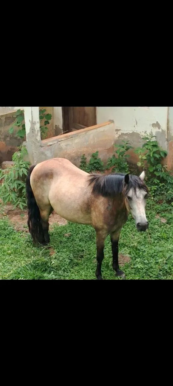 Cavalo castrado - Foto 4