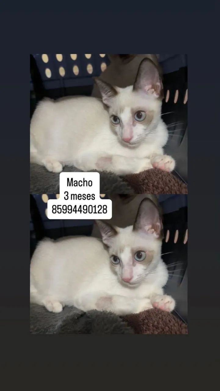 Filhote macho 3 meses