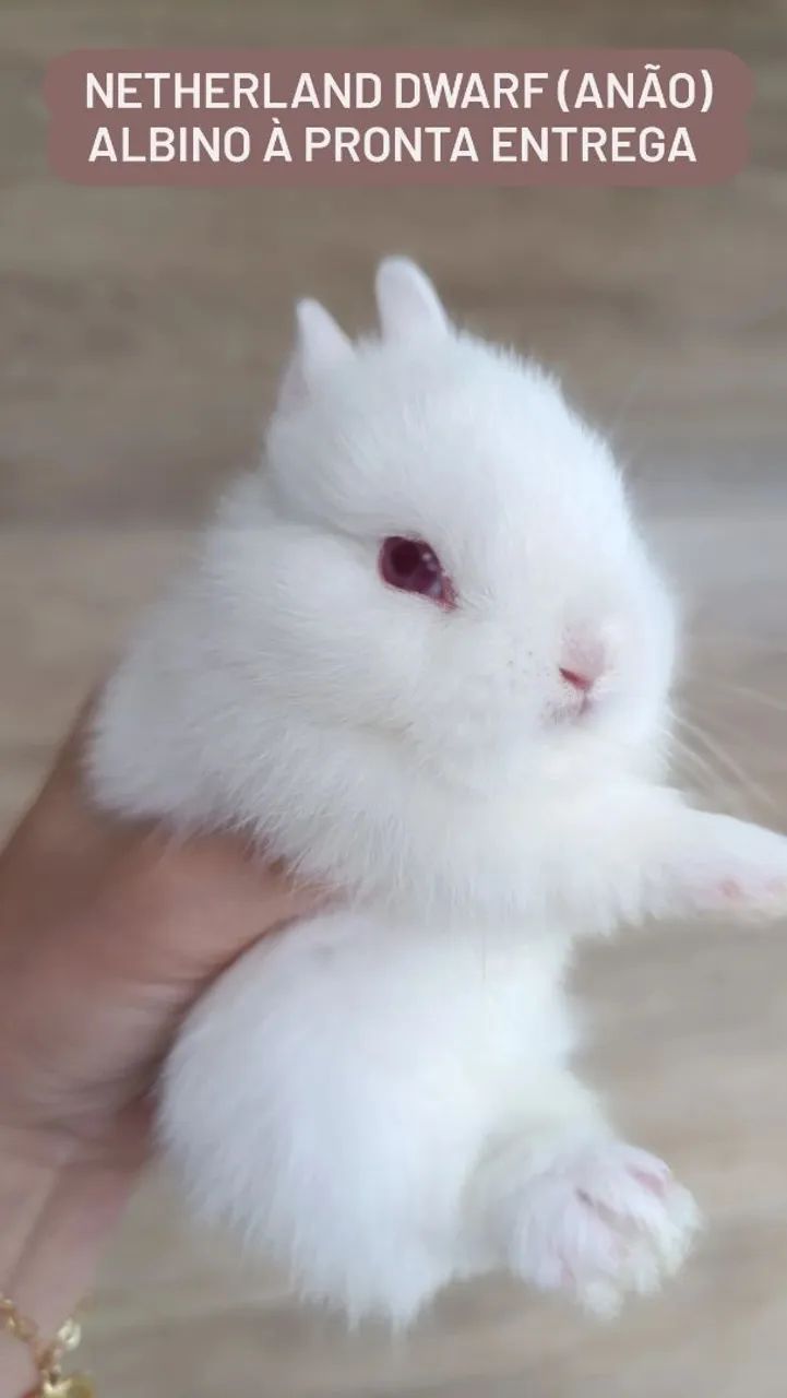 Filhote de Netherland Dwarf Albino 
