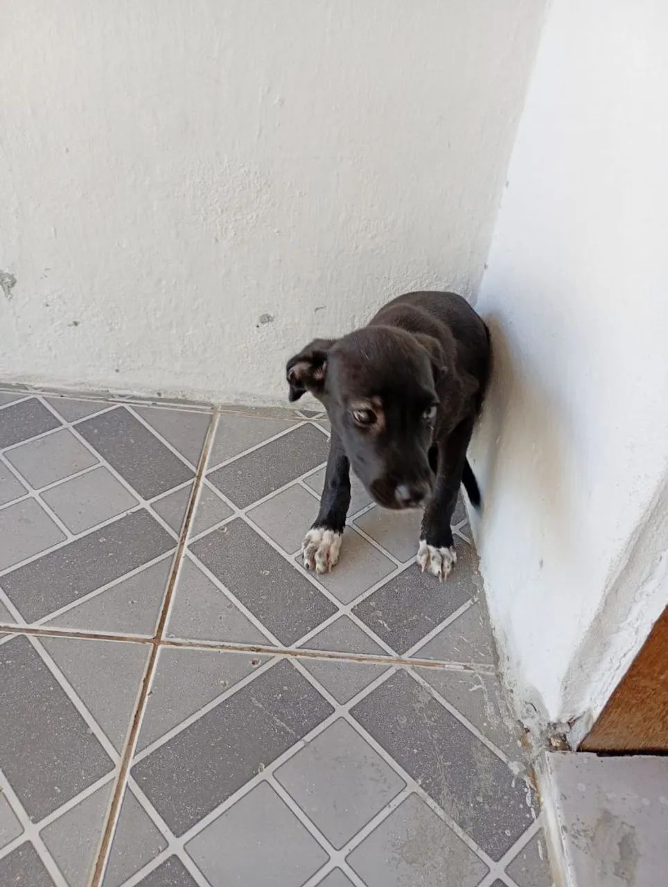Doação dessa cachorrinha  - Foto 4