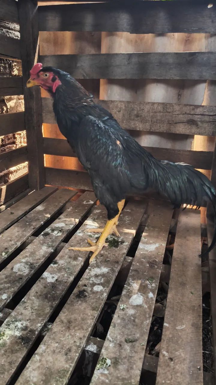 Frangos índio  - Foto 4