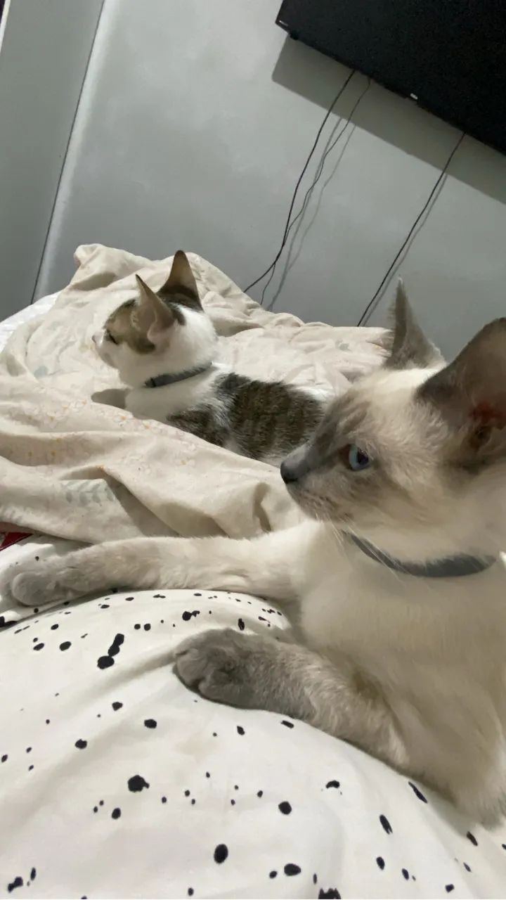 DOAÇÃO GATINHOS - Foto 6