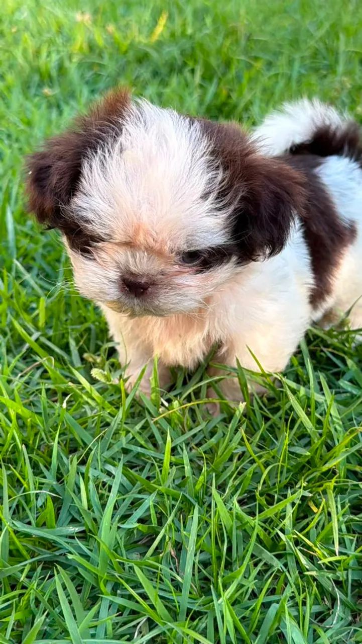 Shih tzu macho - Foto 3