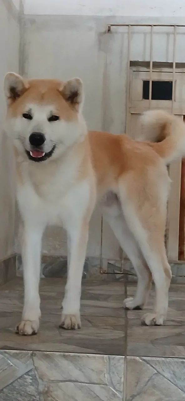 Akita - Foto 2