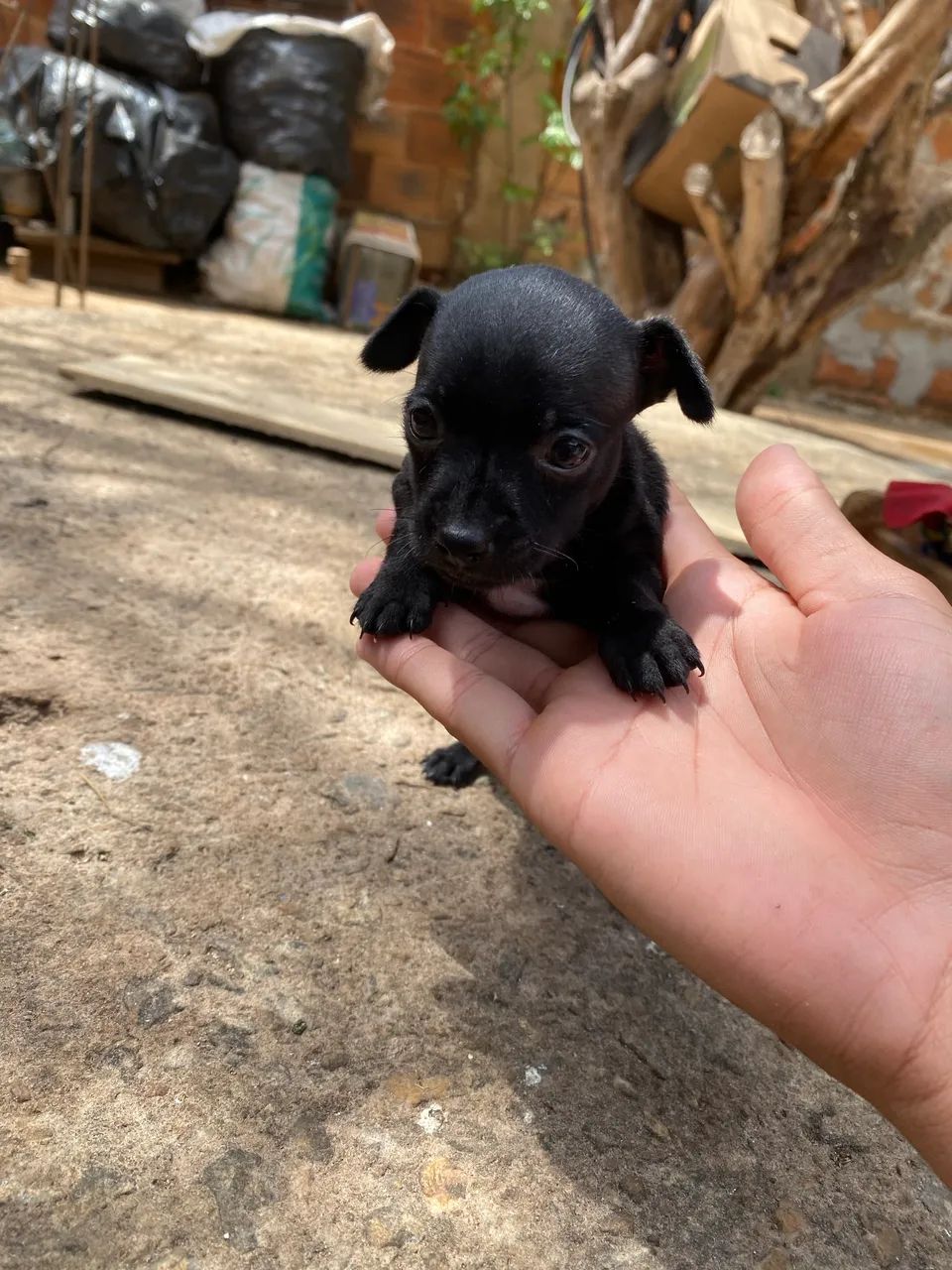 Filhotes Pinscher  - Foto 2