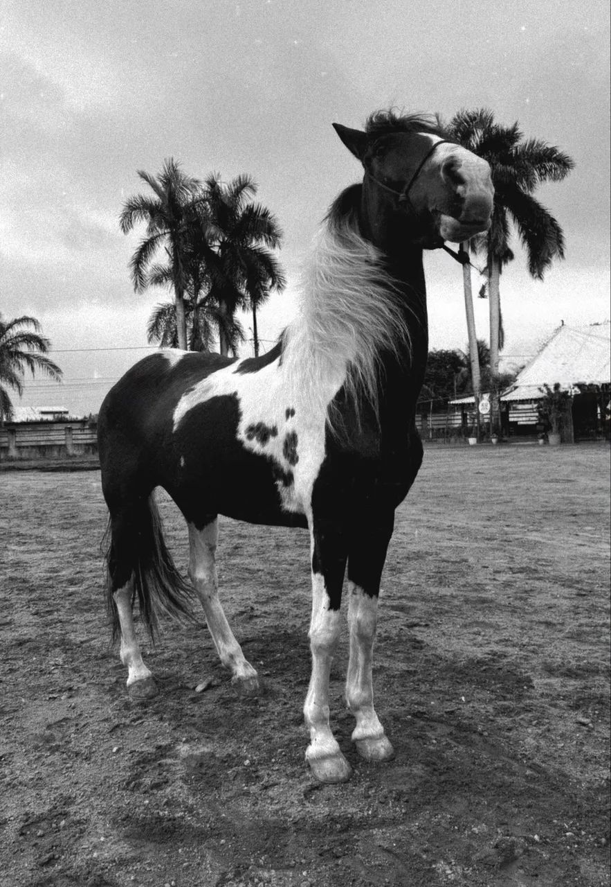Cavalo Mangalarga Marc Batida - Foto 4