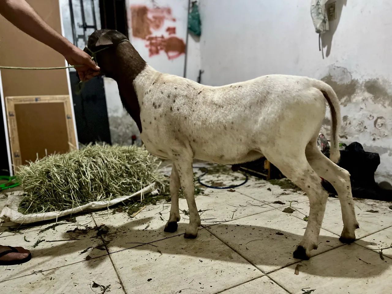 Carneiro Santa Inês puro - Foto 3