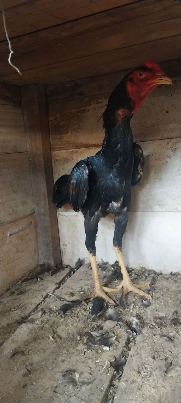 frango  - Foto 2