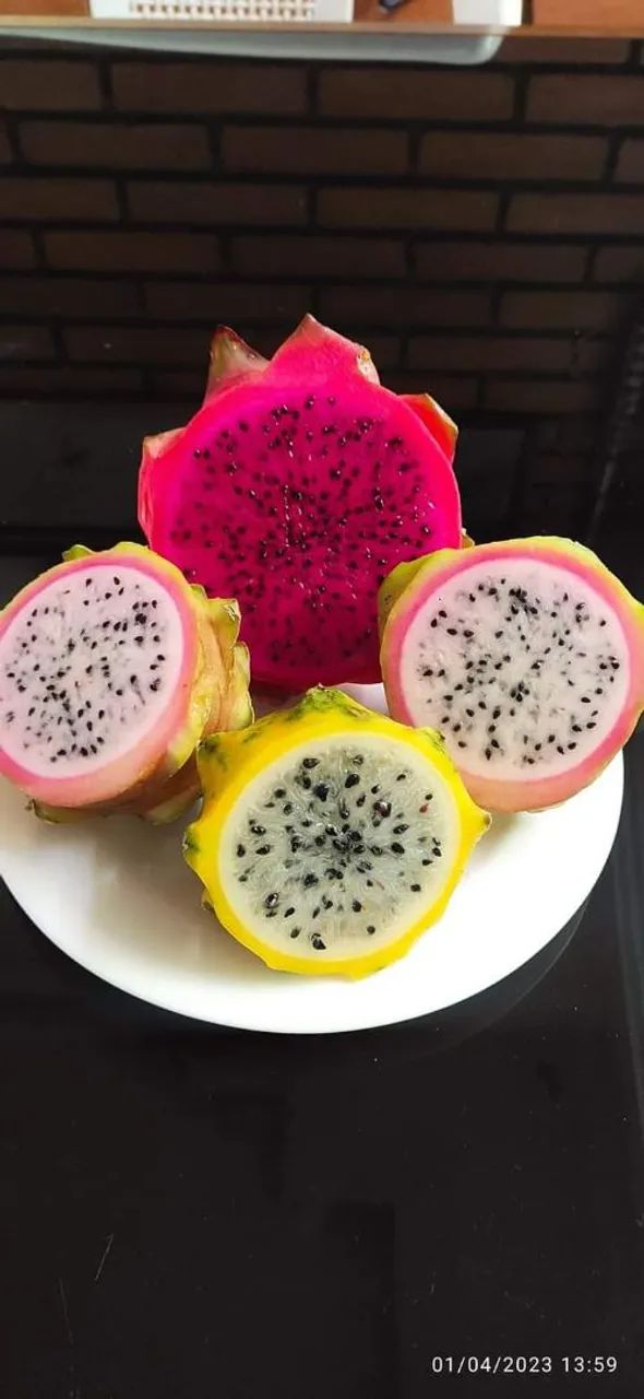 Mudas de pitaya 