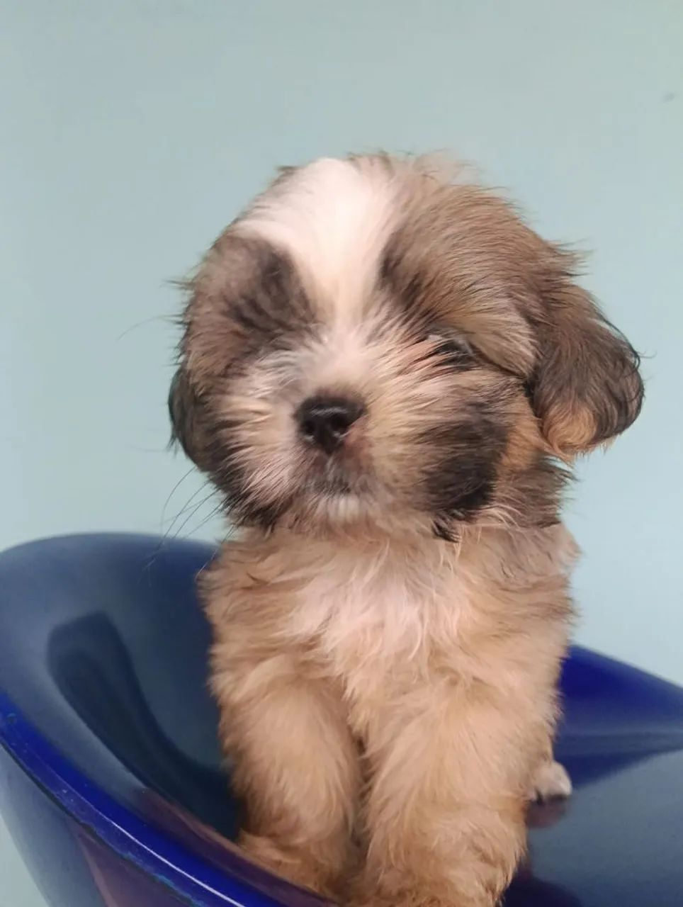 VENDO SHIH TZU MACHO  - Foto 4