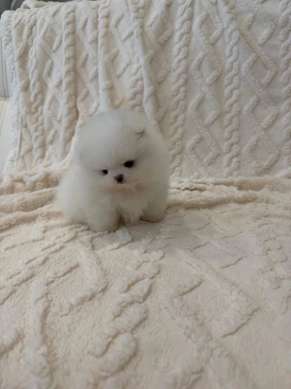 Vendo lindos filhotes de Lulu da Pomerania  - Foto 3