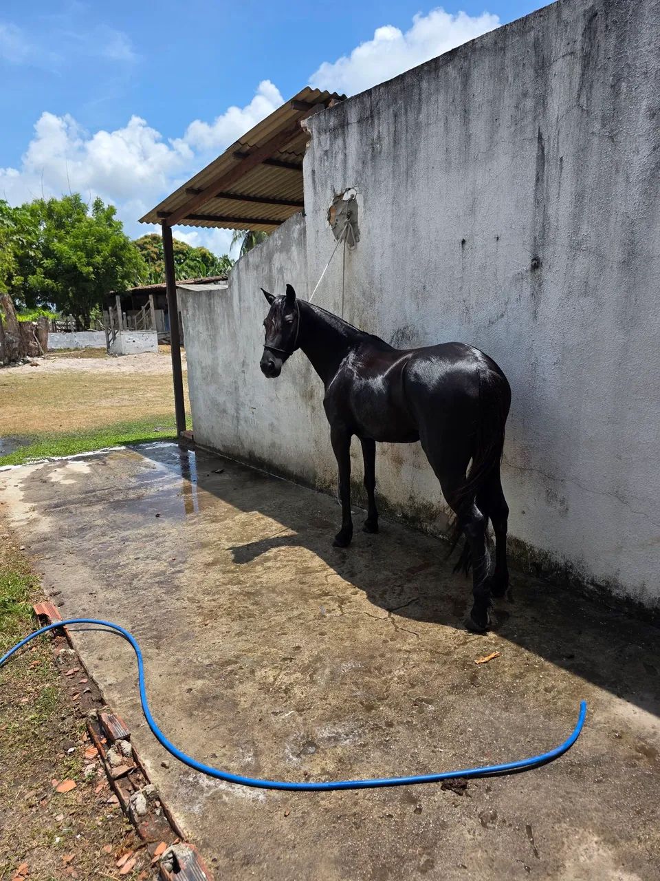 PIQUIRA PRETO A VENDA - Foto 6