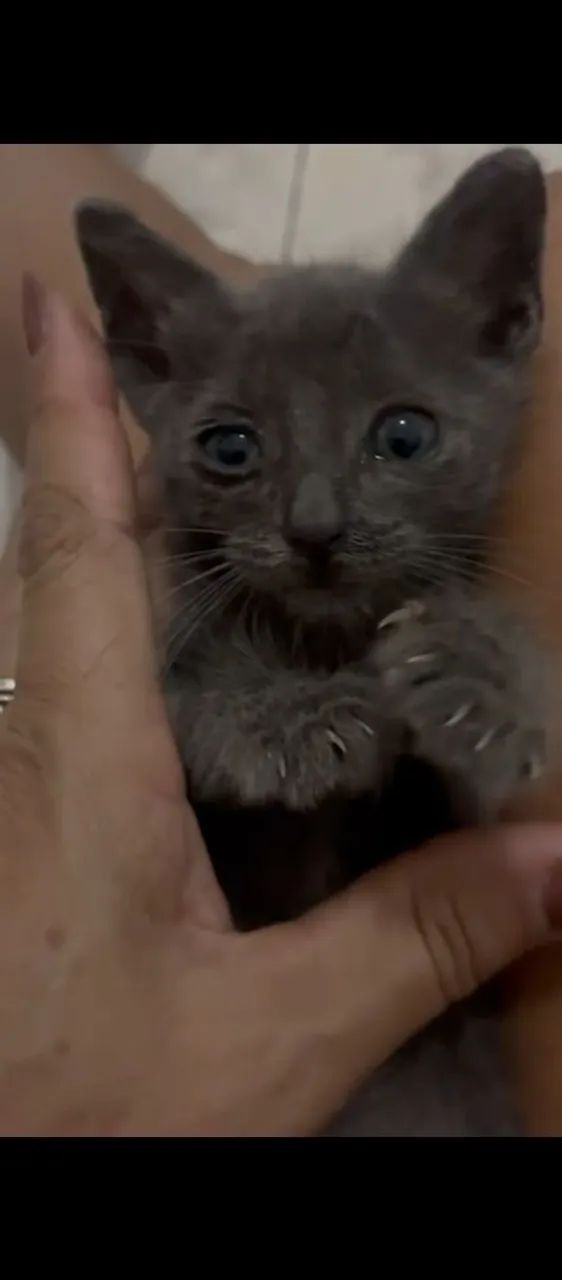 gatinho filhote 