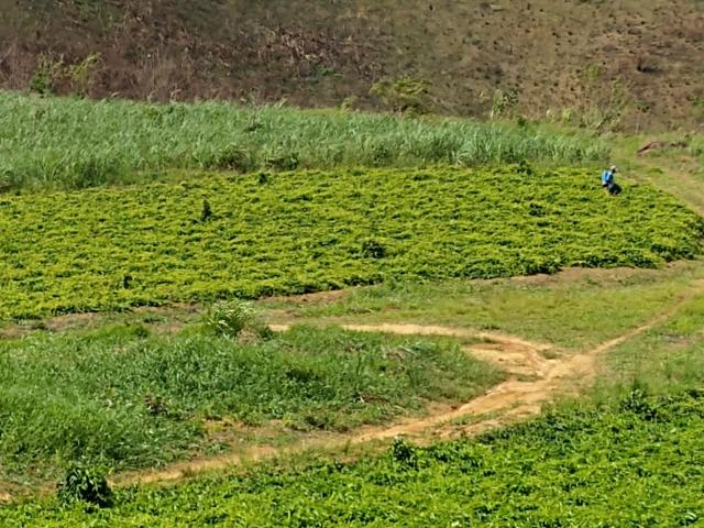 Fazenda com 180 Hectares a 8 km da Pista de Cortês-PE - Foto 10