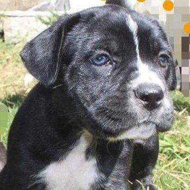 Lindo Filhote de Cane Corso