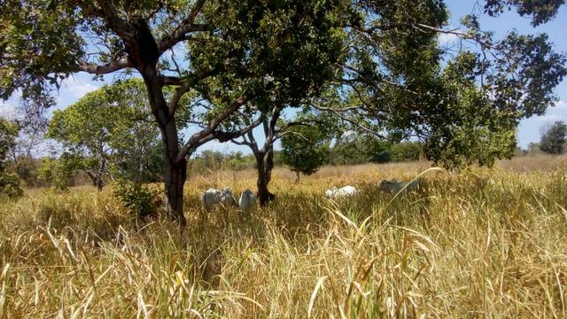 Propriedade Rural/São Gonçalo do Piauí - Foto 13