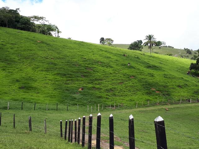 Venda ou arrendamento Excelente Fazenda 540 tarefas em Ubaira - Foto 7