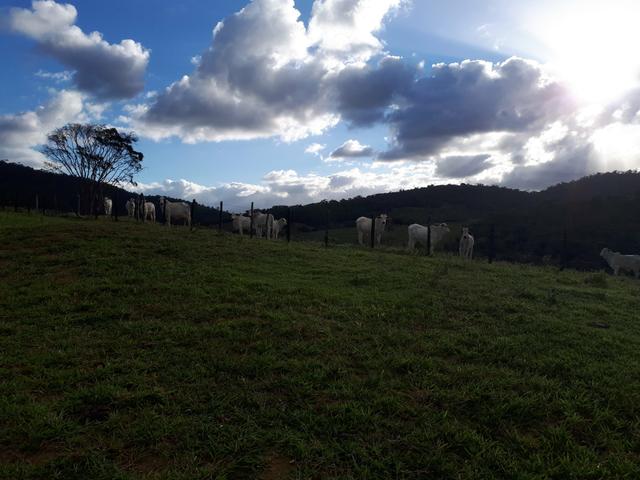Venda ou arrendamento Excelente Fazenda 540 tarefas em Ubaira - Foto 6