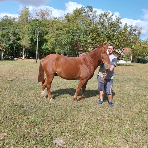 Cavalo Crioulo - Foto 2