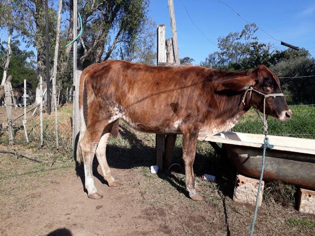 Vaca , novilha