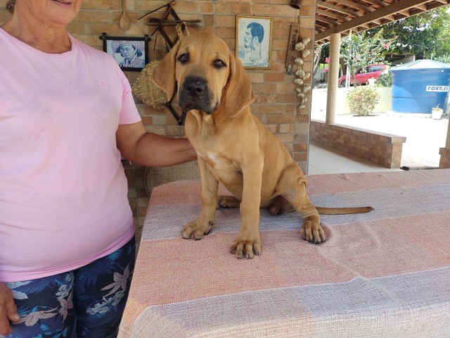fila brasileiro olx
