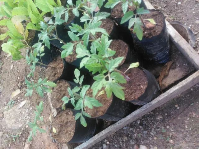 mudas de tomate comum tomate cereja mostarda e manacas da serra 