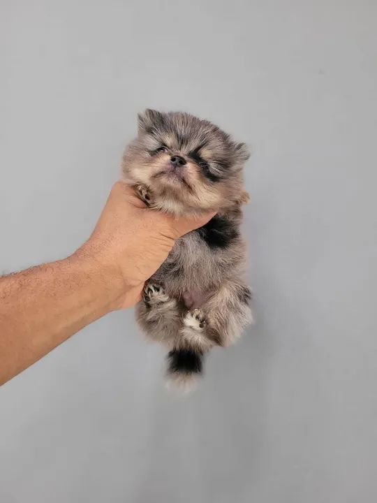 Filhote de Spitz Alemão - Foto 2