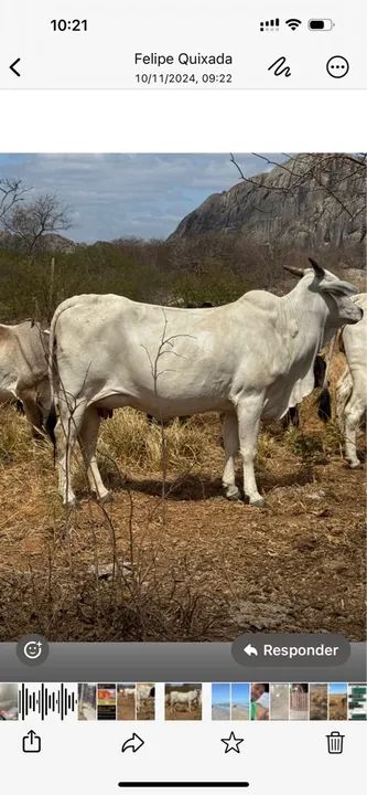 Vende Vacas Nelore  - Foto 4