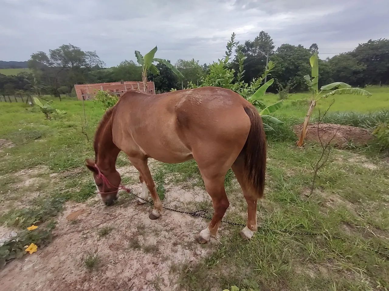 Mangalarga marchador - Foto 2