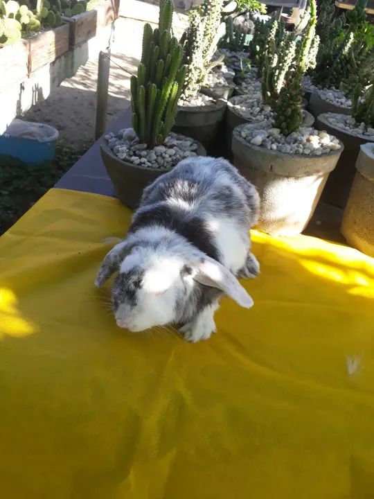 Coelho mini lop uruguaio importado Megpie 