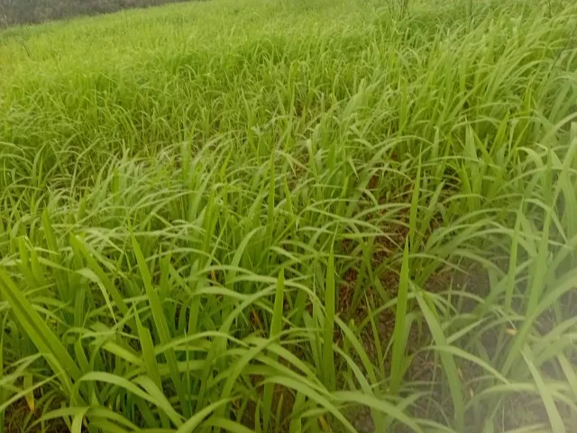 Fazenda 100 alqueires com 70% em pasto há 230 km de Belém do Pará
