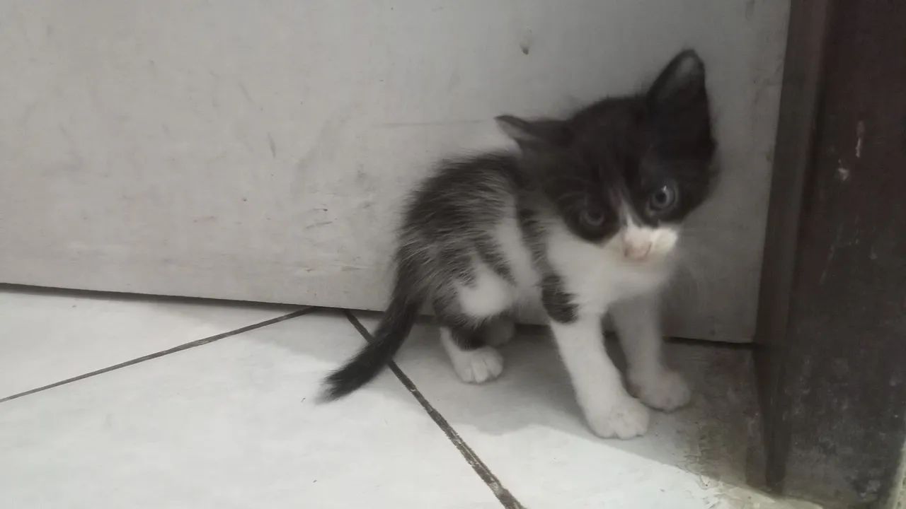 Gatinho lindo, preto e branco, à procura de um lar URGRNTE!!r
