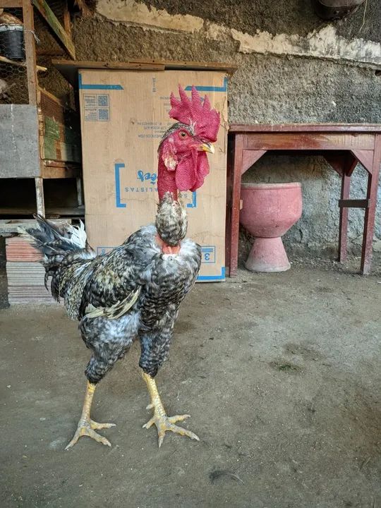 Galo de crista vermelha único