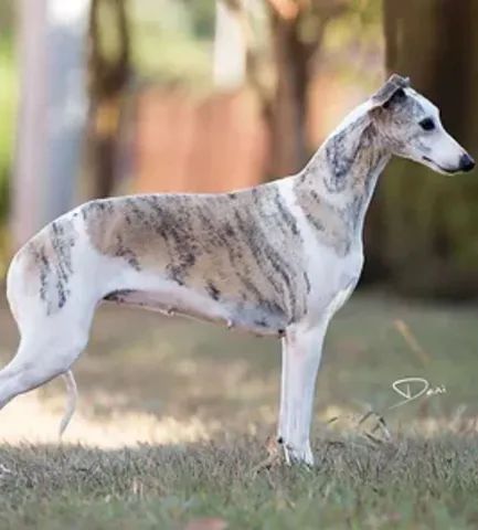 Whippet olx best sale