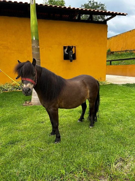 Mini pônei manso + Charrete  - Foto 3