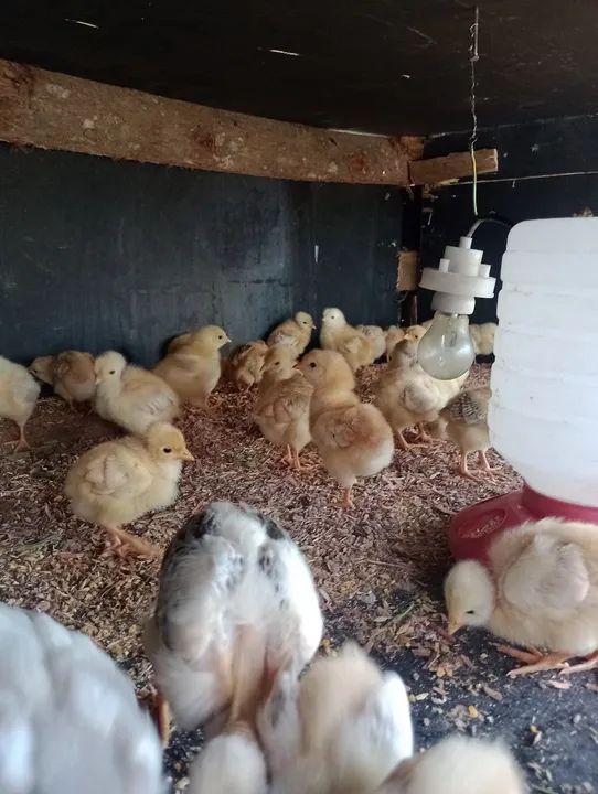 Pesadão vermelho e pesadão pescoço pelado  - Foto 5