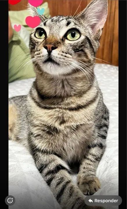 Gatinho adorável disponível para adoção