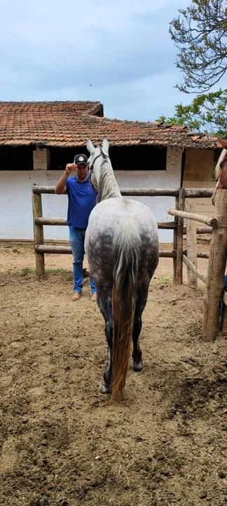 Cavalo mangalarga marchador lindo - Foto 5
