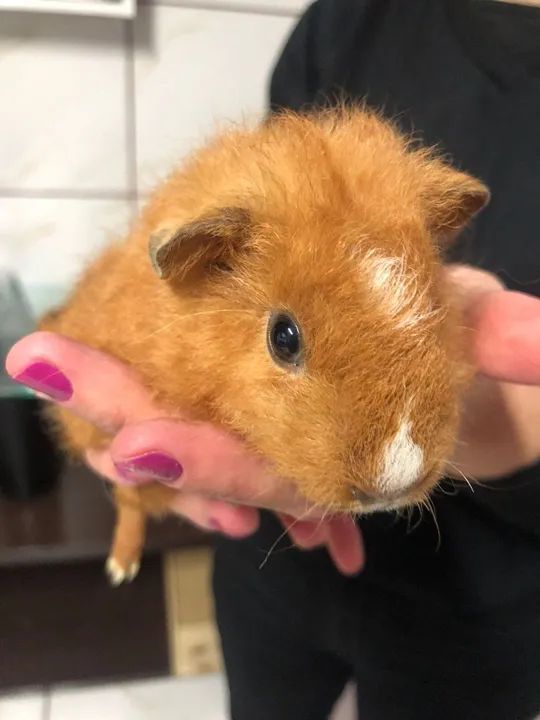 Porquinho india tedy - Foto 4