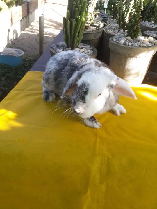 Coelho mini lop uruguaio importado Megpie  - Foto 3