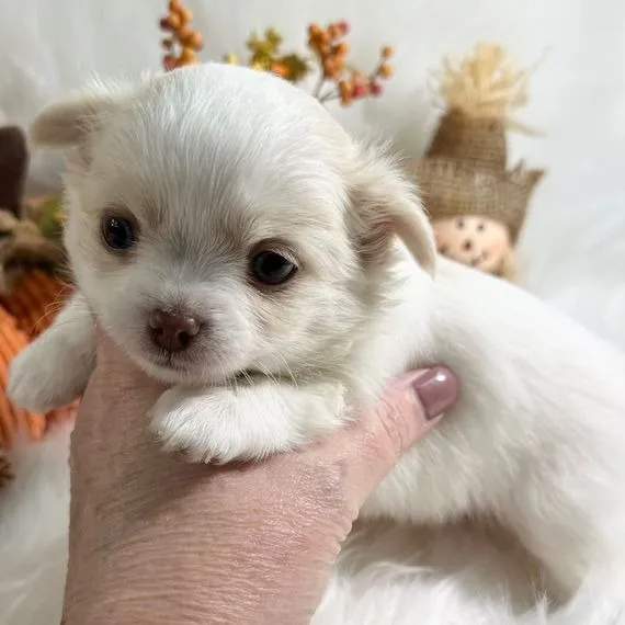 Chihuahua: Pequenos Amiguinhos 