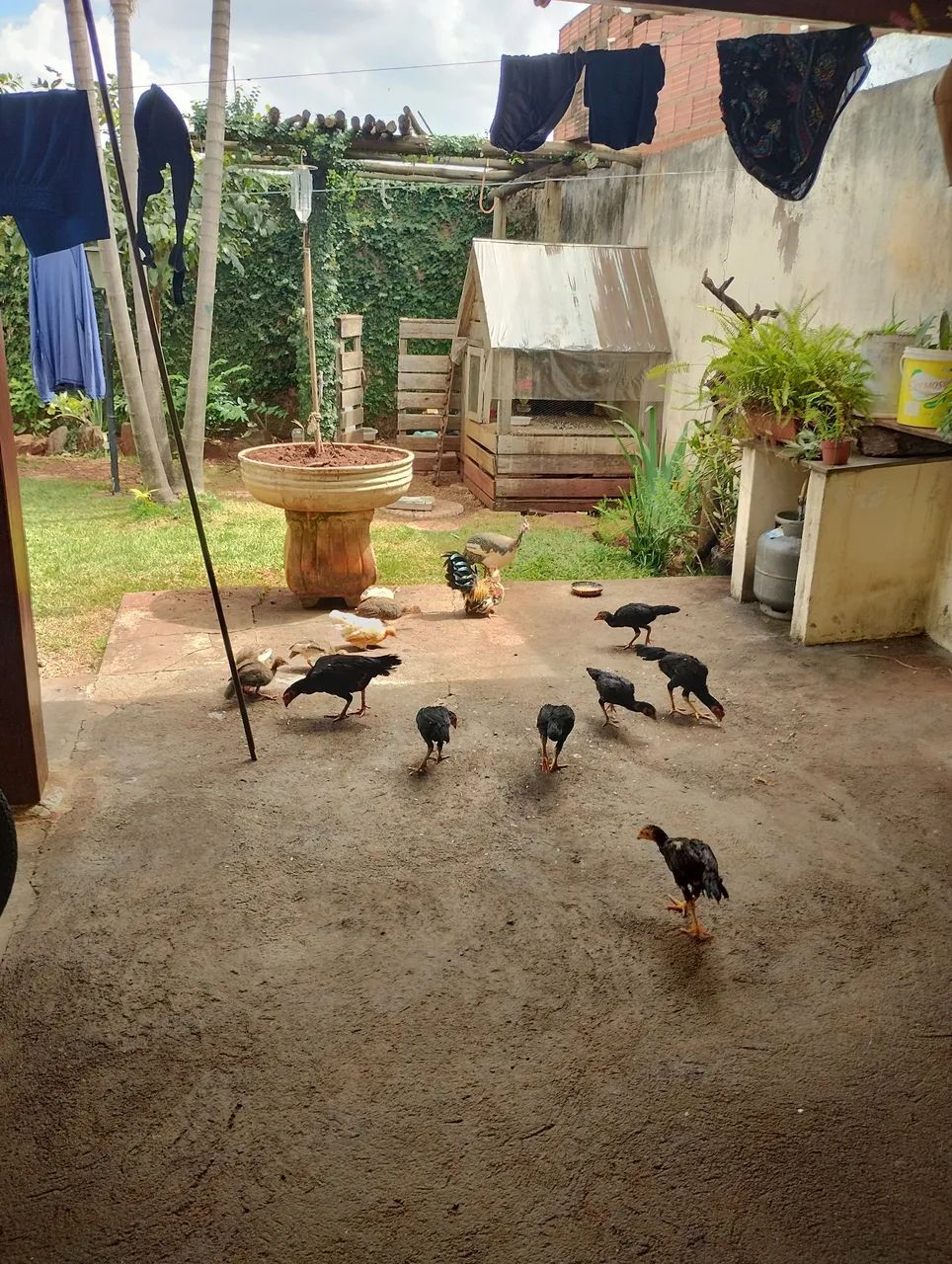 Frango  indio preto - Foto 5