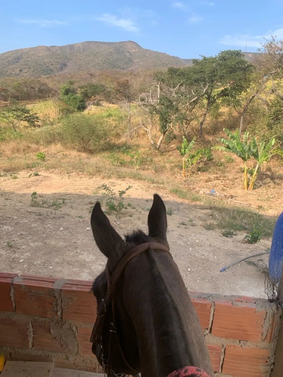 Cavalo para agropecuária - Foto 4