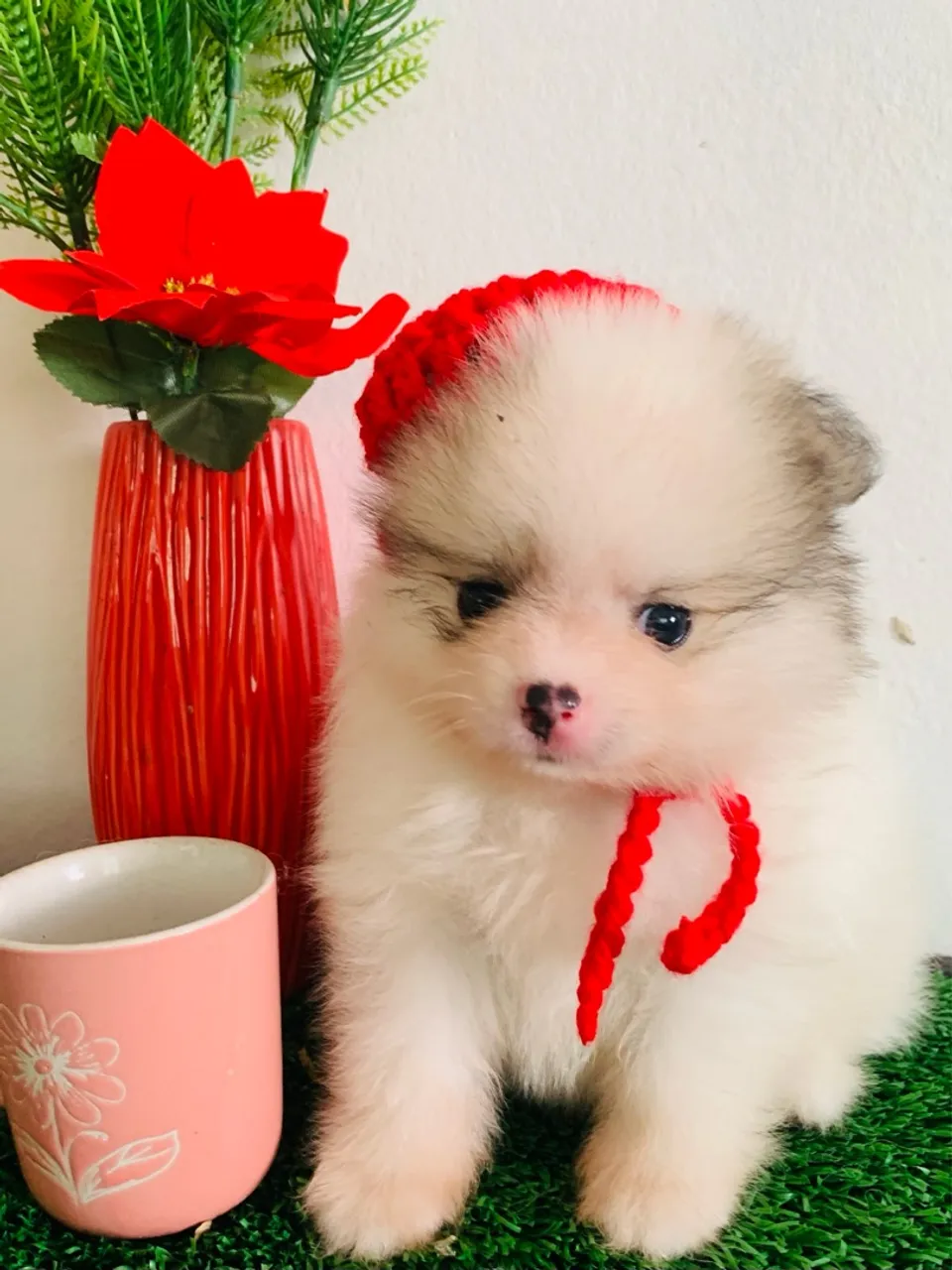 Lulu da Pomerania