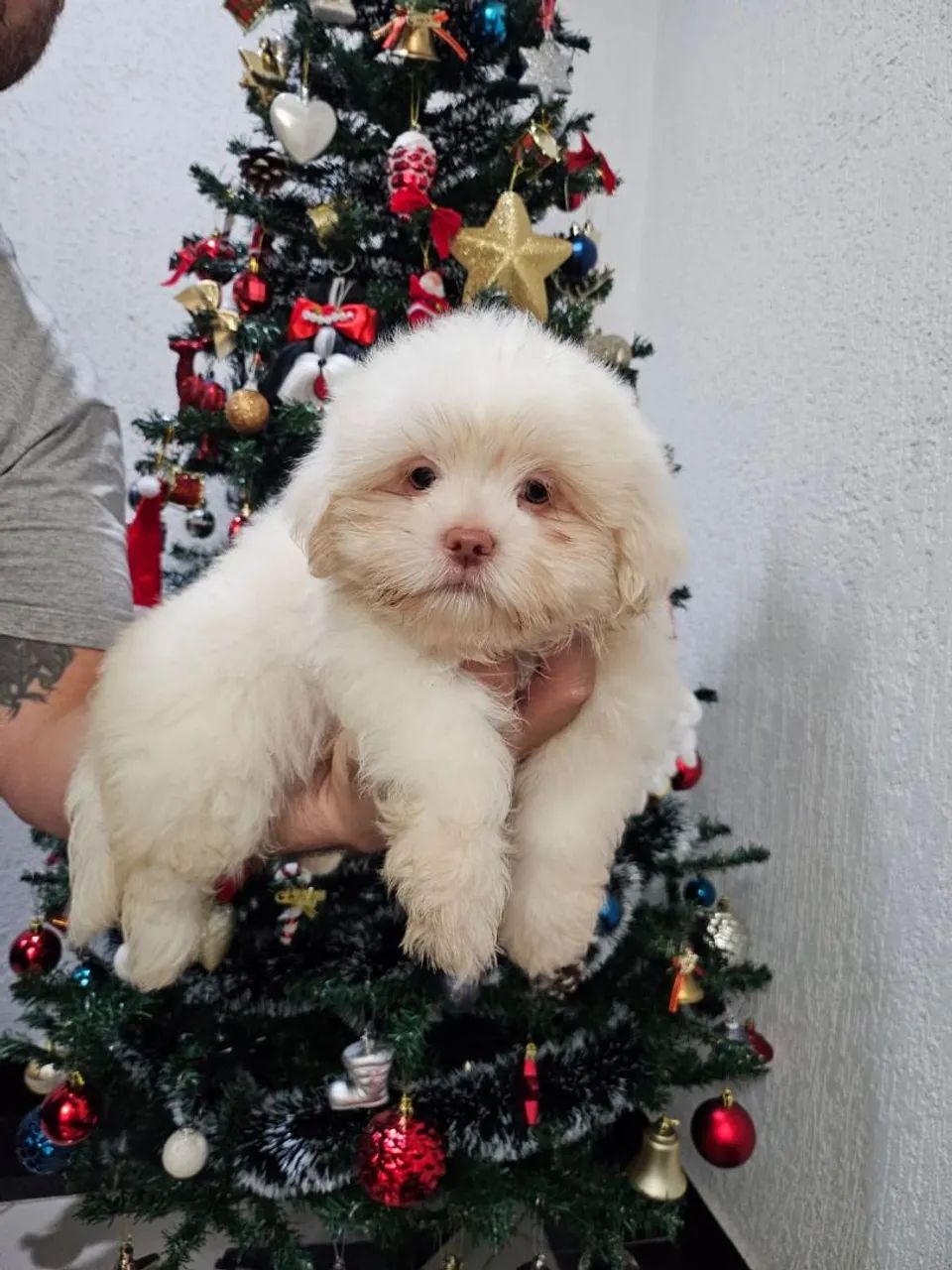 Filhote Shih Tzu Macho - Campinas SP