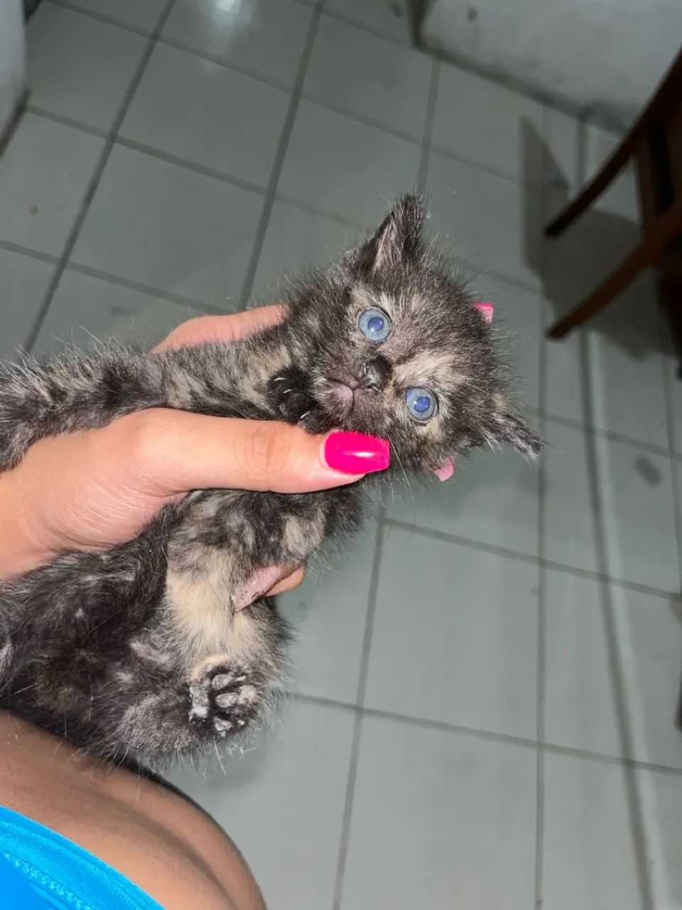 Gatinho filhote com olhos azuis