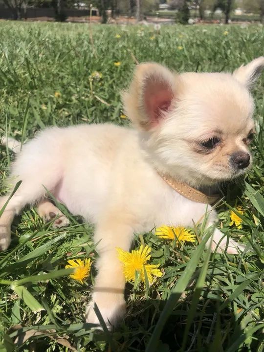 Chihuahua Fêmea com Pedigree CBKC