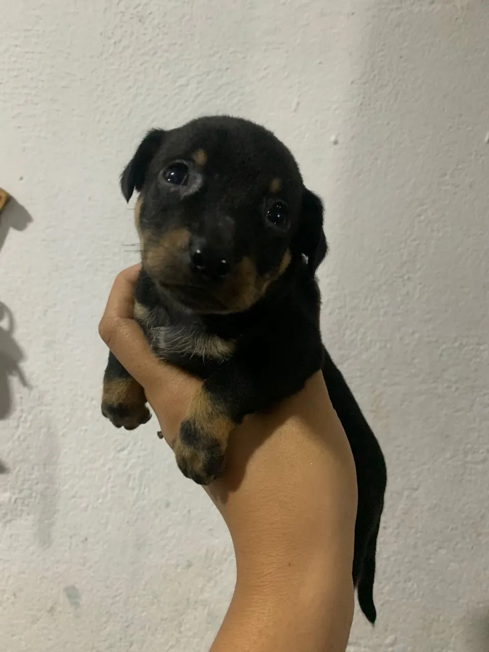 Filhote de Pinscher N°1