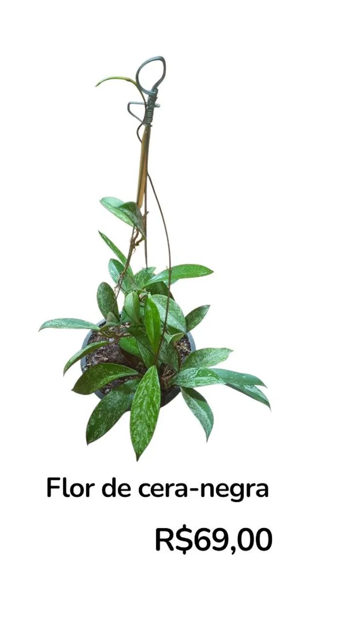 Flor de cera negra