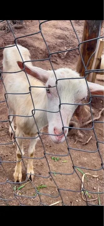 Cabras leiteiras filhotes e bodes para reprodução  - Foto 3